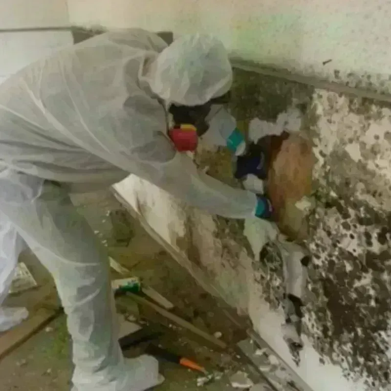 Best Mold Remediation and Removal Service in Benton Harbor, MI